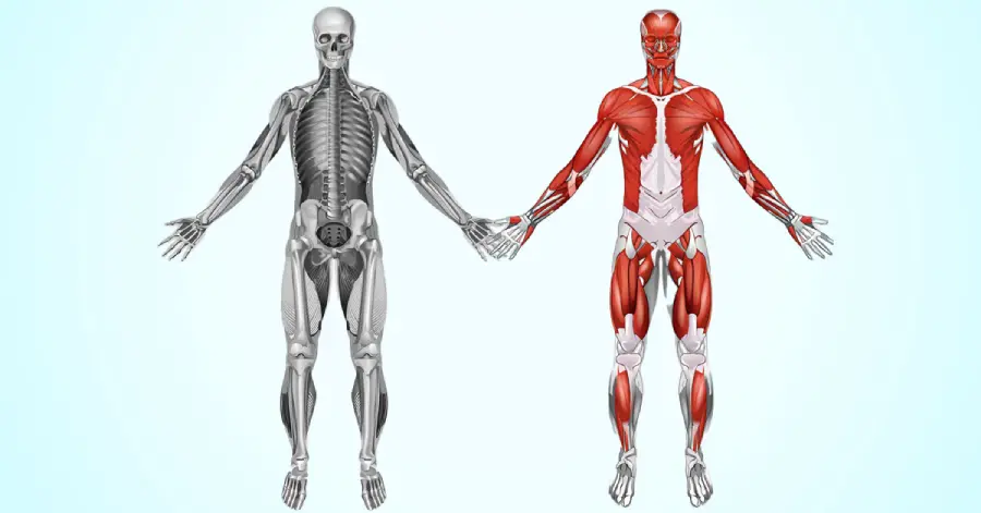 A screenshot of a human skeleton and skeleton system in immersive learning.